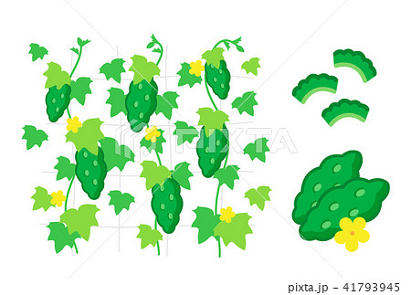 ゴーヤ 緑のカーテン グリーンカーテン 野菜のイラスト素材