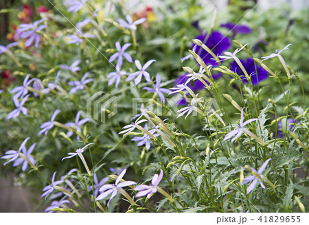 イソトマの花 イソトマの鉢植え 多年草 有毒植物の写真素材