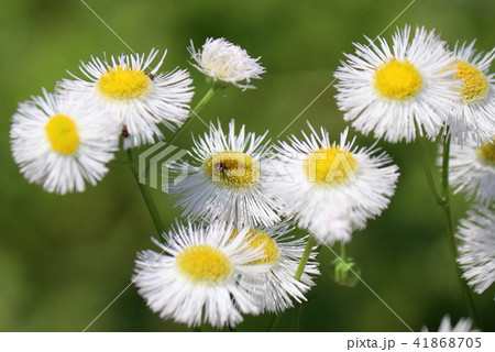 ハルシオン 花 雑草の写真素材