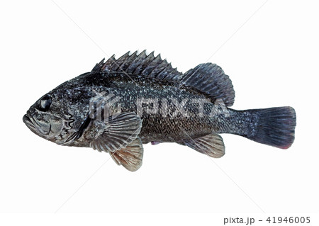 ソイ 海水魚 釣り 魚の写真素材