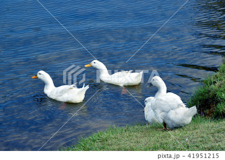 アヒル おしり あひる 白色の写真素材