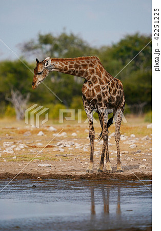 ケープキリンの写真素材