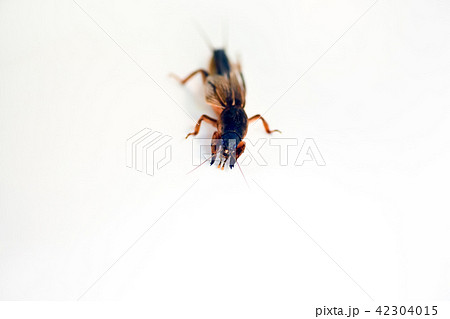 ケラ 虫 昆虫 動物の写真素材