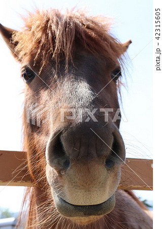 顔 馬 正面 鼻の写真素材