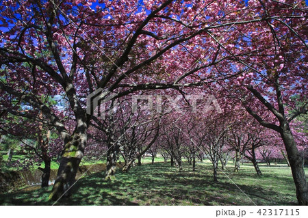 奥琵琶湖 春 桜 高画質の写真素材