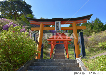 獅子崎稲荷神社 赤鳥居 神社 鳥居の写真素材