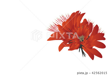 でいごの花の写真素材 - PIXTA