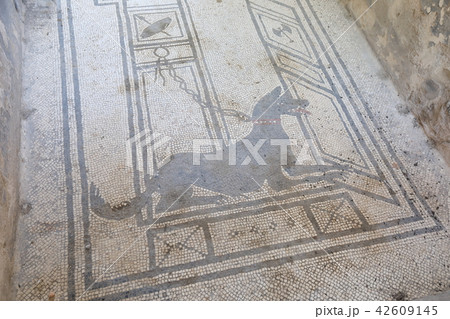 犬 史跡 ポンペイ遺跡 イタリア世界遺産の写真素材