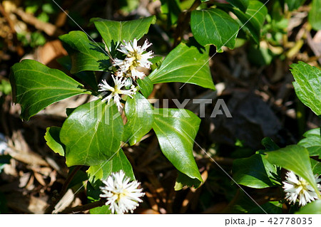キチジソウの写真素材 キチジソウの写真素材