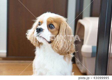 犬 キャバリア 怒り 不機嫌の写真素材