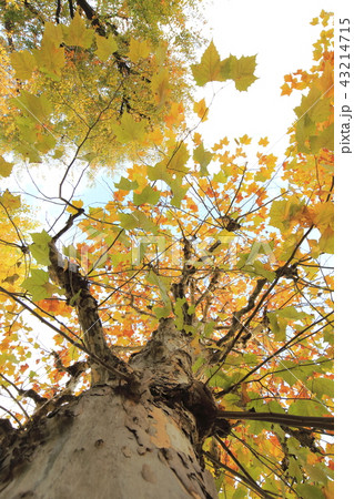 鈴掛の木 紅葉 プラタナスの写真素材