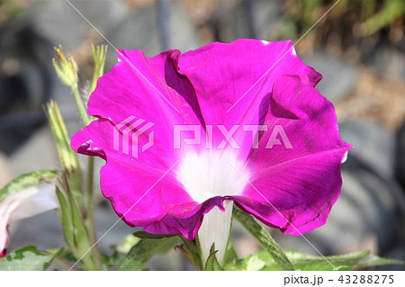 モーニンググローリー アサガオ 朝顔 花の写真素材