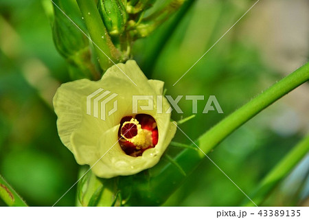 オクラの花の写真素材