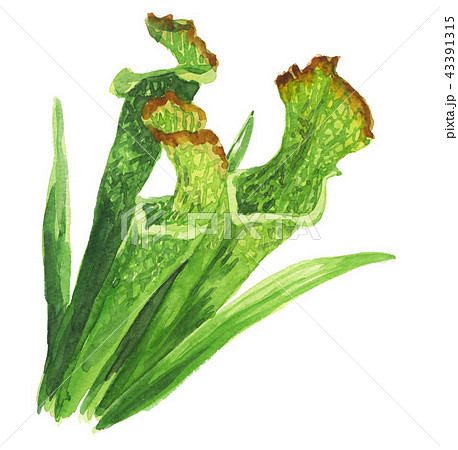 食虫植物のイラスト素材