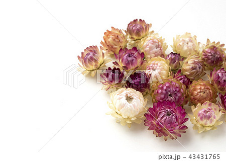 ヘリクリサムの写真素材