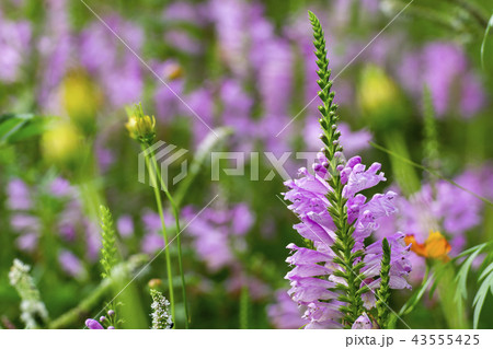 トラノオ 紫色の花の写真素材