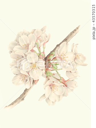 花 色鉛筆画 リアルイラスト 春のイラスト素材