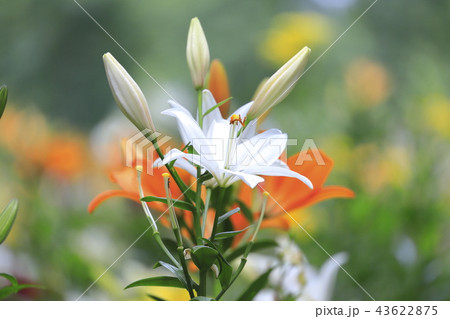 花 スカシユリ 白 ユリの写真素材