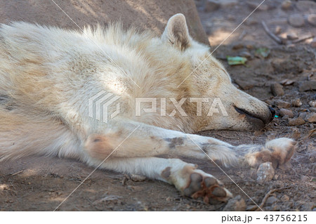 狼 シンリンオオカミ 寝る 睡眠の写真素材