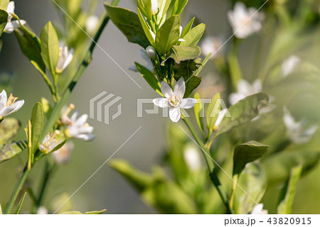 温州ミカンの花の写真素材