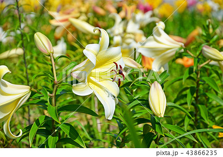 百合 花 百合畑 白百合の写真素材