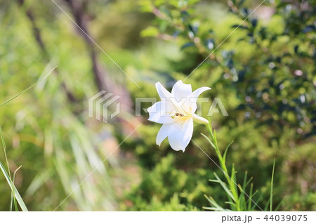 白百合 植物の写真素材