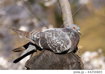 木にとまっている鳩の写真素材