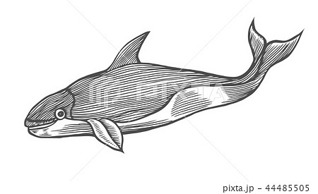 木版画 ザトウクジラ くじら クジラのイラスト素材