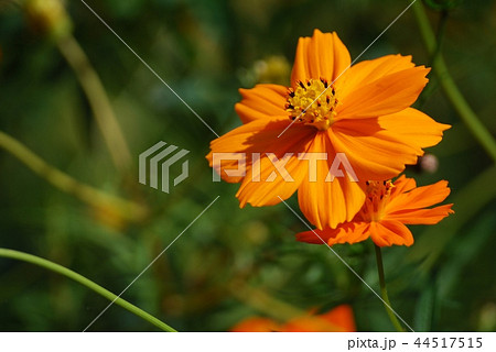 すべての美しい花の画像 最高のオレンジ 花 秋
