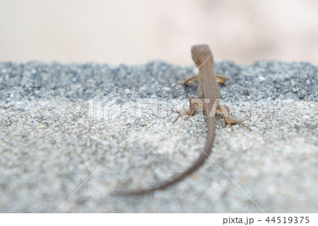 カナヘビ 後ろ姿 爬虫類の写真素材