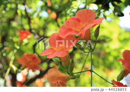 花 かずら オレンジ 夏の写真素材