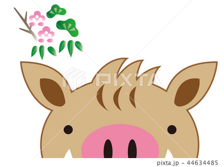 イノシシ イラスト 正面 亥の写真素材
