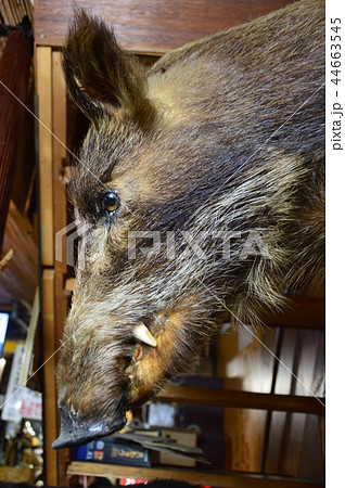 イノシシ剥製 イノシシ剥製の写真素材 - PIXTA