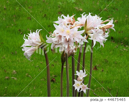 ホンアマリリスの写真素材