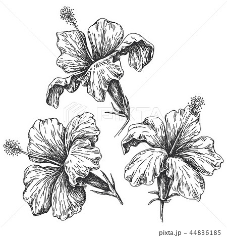 綺麗なハイビスカス イラスト 白黒 最高の花の画像