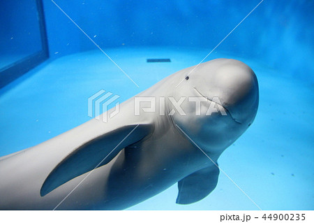 スナメリ 水族館 イルカ 動物の写真素材