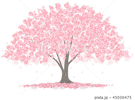大きな桜の木のイラスト素材