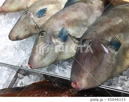 馬面剥 魚 おちょぼ口の写真素材