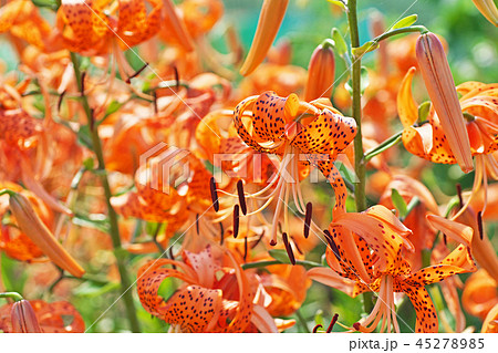 花 オニユリ タイガーリリー オレンジの写真素材