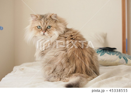 ペルシャ猫の写真素材 , PIXTA