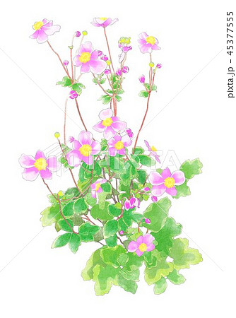 秋明菊のイラスト素材