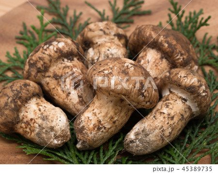 松茸的照片素材集- PIXTA