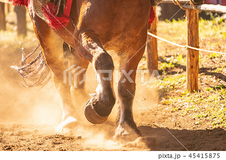 砂埃走る 馬 走るの写真素材