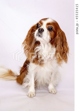 キャバリアキングスチャールズコッカースパニエル キャバリア 小型犬 犬の写真素材