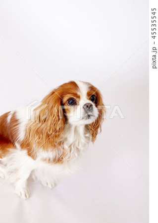 キャバリアキングスチャールズコッカースパニエル キャバリア 小型犬 犬の写真素材