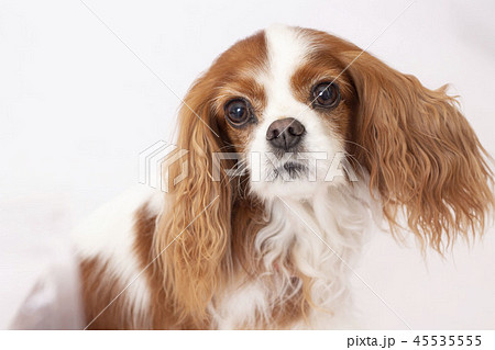 キャバリアキングスチャールズコッカースパニエル キャバリア 小型犬 犬の写真素材