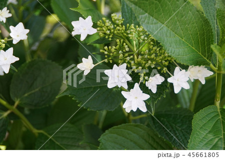 紫陽花 墨田の花火 花 植物の写真素材