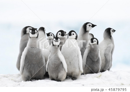 皇帝ペンギン ペンギン 赤ちゃん ヒナの写真素材