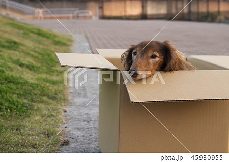 捨て犬の写真素材