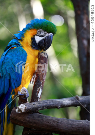 ルリコンゴウインコ コンゴウインコ属 鳥 インコの写真素材